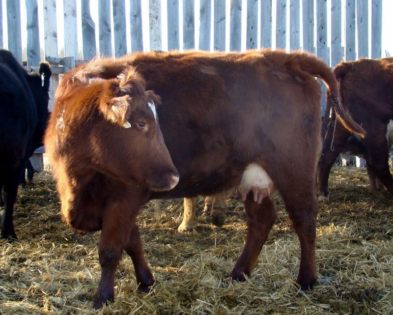 Finally Got Some Pictures(Lots) - Cattle