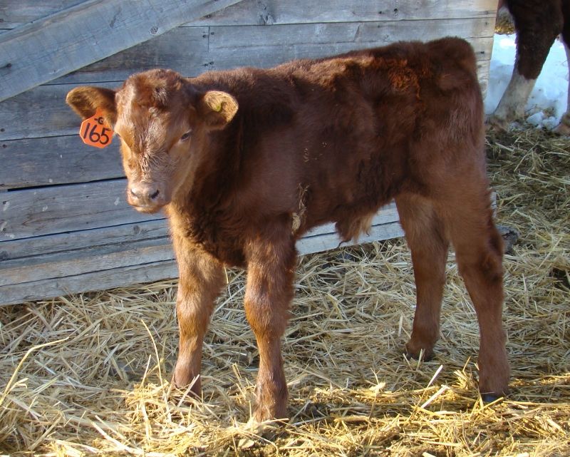 Finally Got Some Pictures(Lots) - Cattle