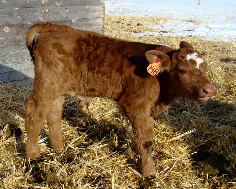 Finally Got Some Pictures(Lots) - Cattle