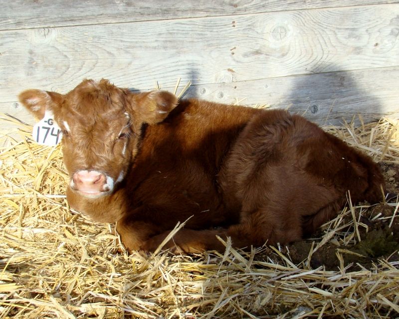 Finally Got Some Pictures(Lots) - Cattle