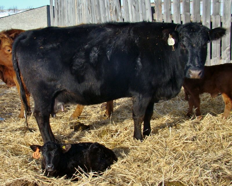 Finally Got Some Pictures(Lots) - Cattle