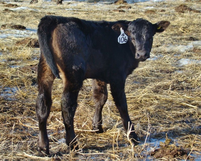 Finally Got Some Pictures(Lots) - Cattle