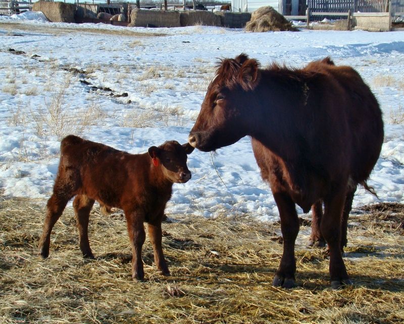 Finally Got Some Pictures(Lots) - Cattle