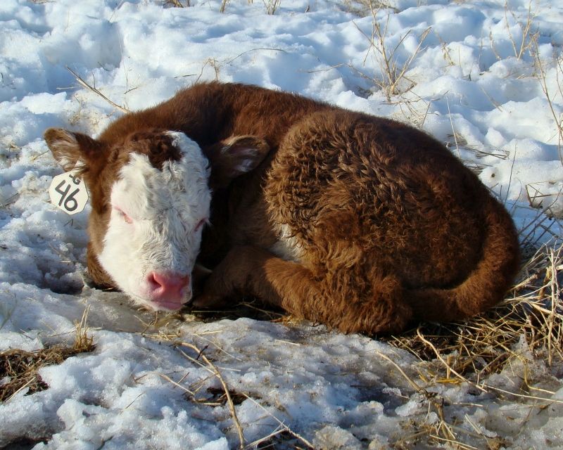 Finally Got Some Pictures(Lots) - Cattle