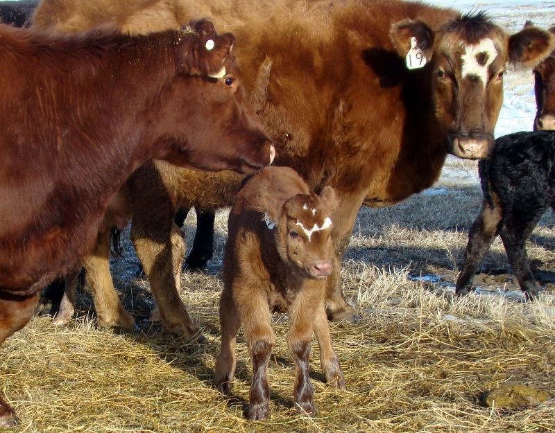 Finally Got Some Pictures(Lots) - Cattle