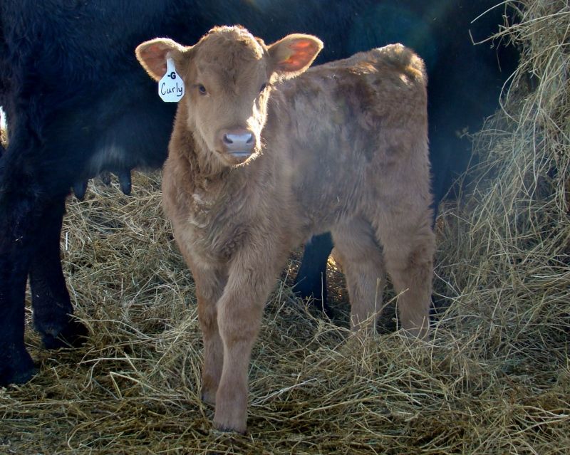 Finally Got Some Pictures(Lots) - Cattle