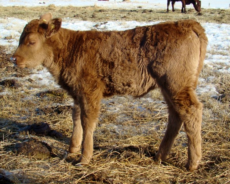 Finally Got Some Pictures(Lots) - Cattle