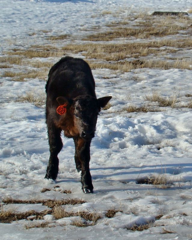 Finally Got Some Pictures(Lots) - Cattle
