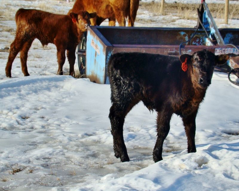 Finally Got Some Pictures(Lots) - Cattle
