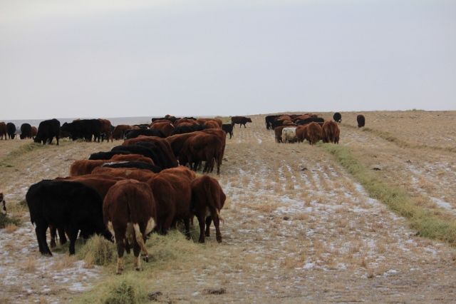 Feeding Cows Today - Cattle