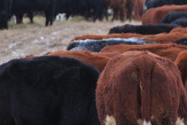 Feeding Cows Today - Cattle