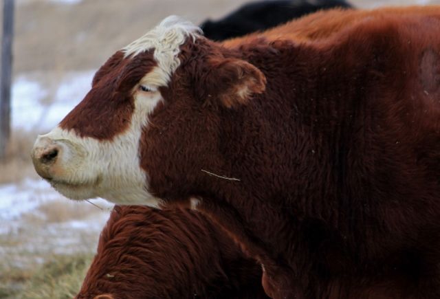 Feeding Cows Today - Cattle