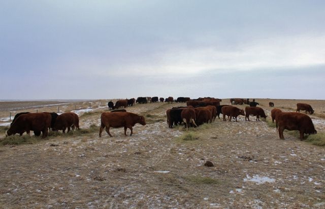 Feeding Cows Today - Cattle