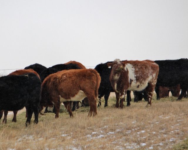 Feeding Cows Today - Cattle