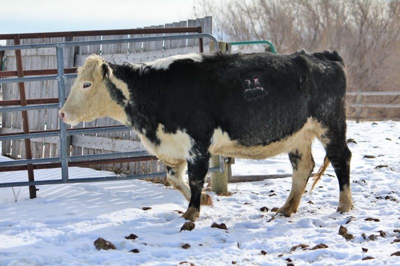 Finally a Few Photos - Cattle