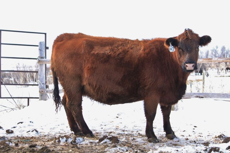 Finally a Few Photos - Cattle