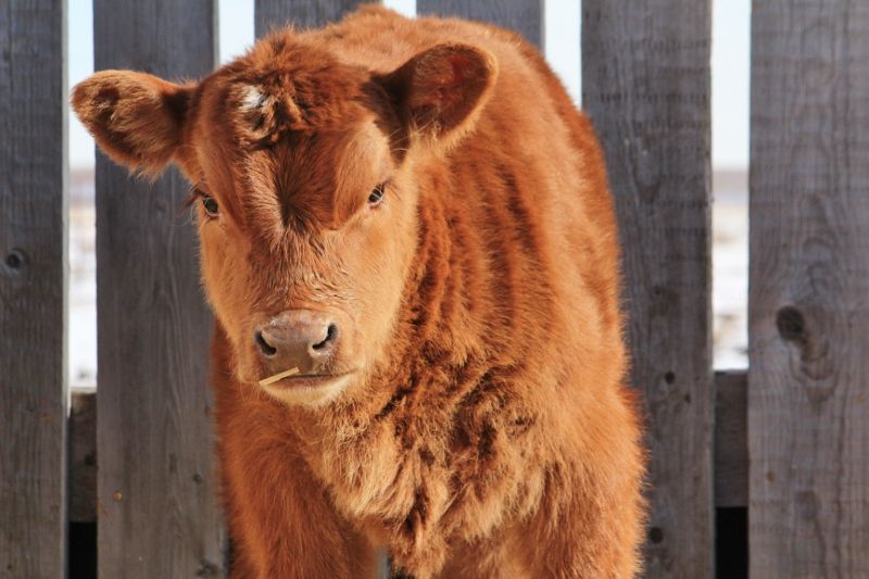 Finally a Few Photos - Cattle