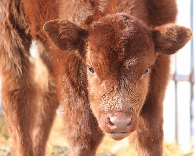 Finally a Few Photos - Cattle