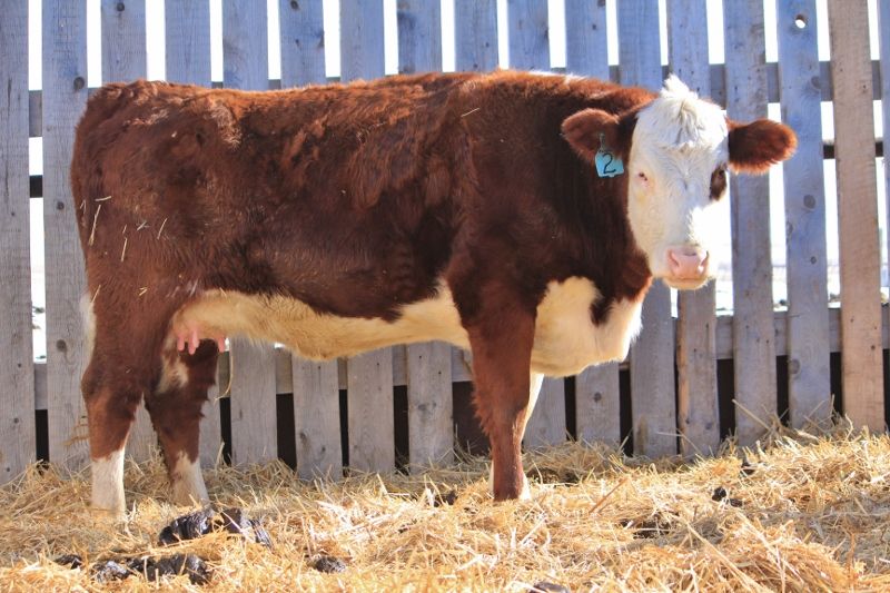 Finally a Few Photos - Cattle