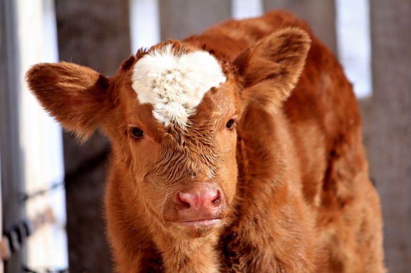 Finally a Few Photos - Cattle