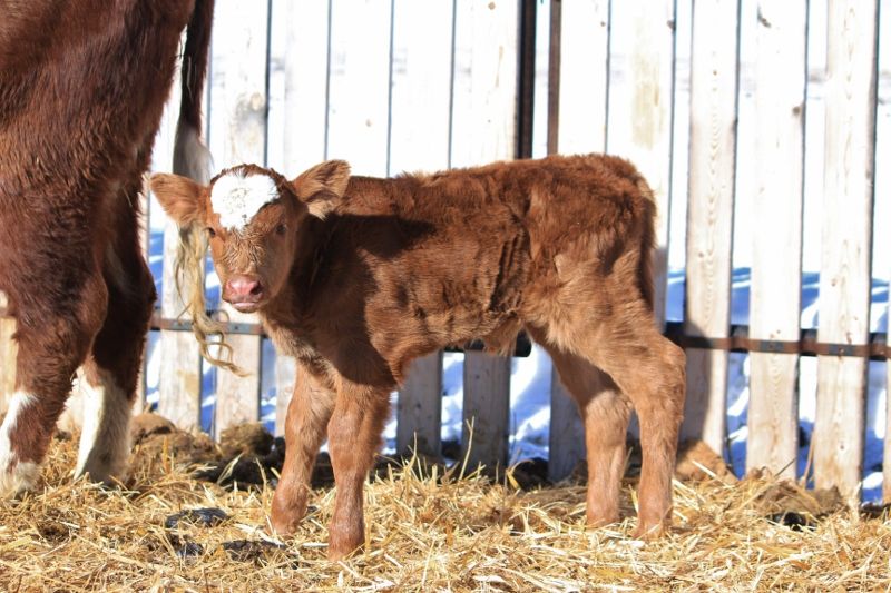 Finally a Few Photos - Cattle