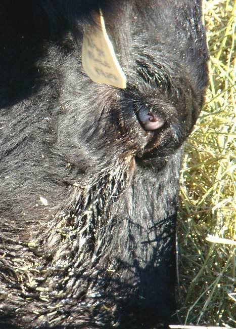Pnkeye running rampant... - Cattle