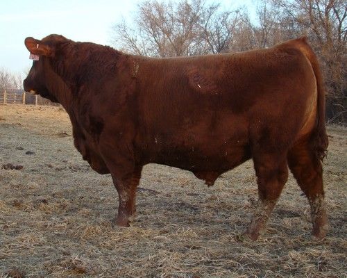 A New Bull - Cattle