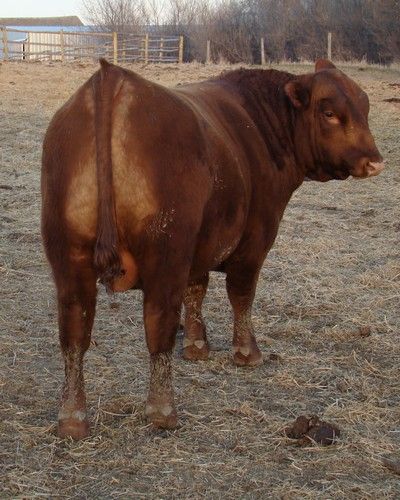 A New Bull - Cattle