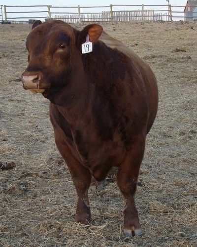 A New Bull - Cattle