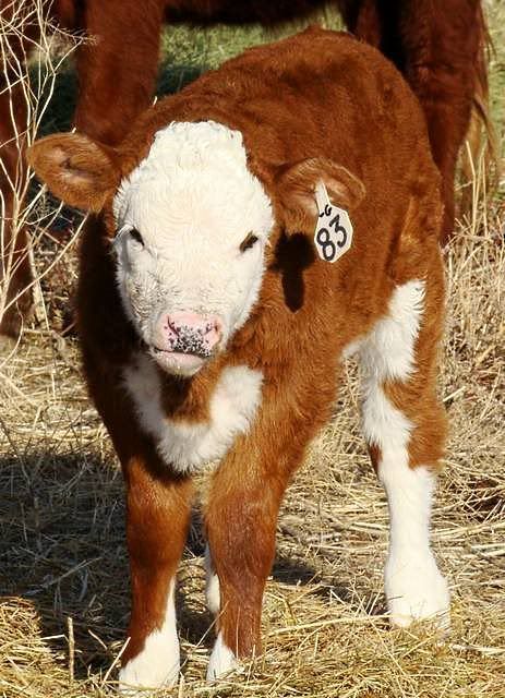 Just for fun (pics) - Cattle