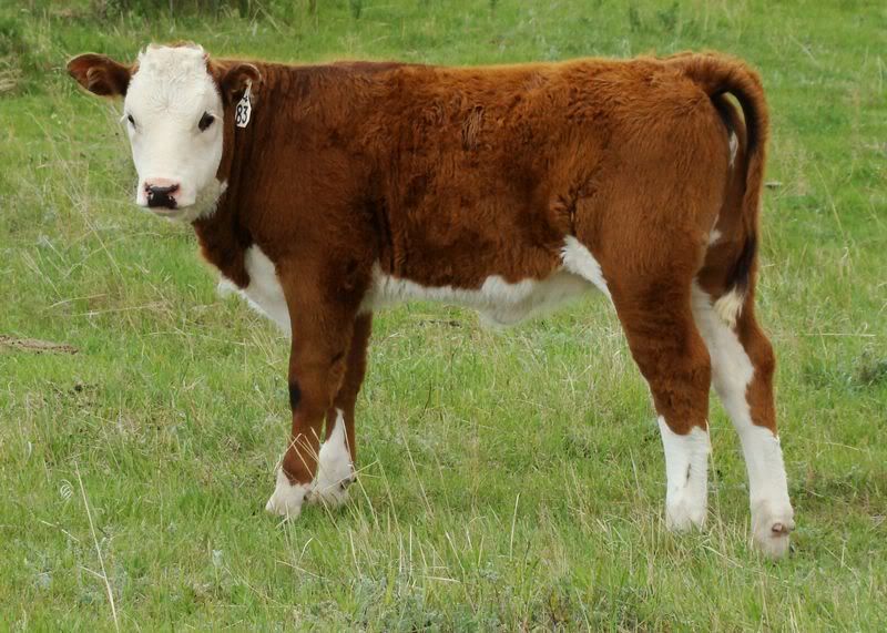 Just for fun (pics) - Cattle