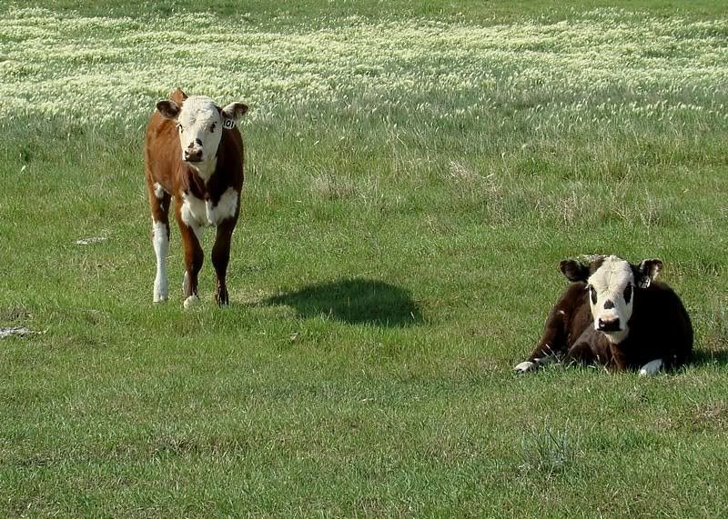 angus shorthorn cross