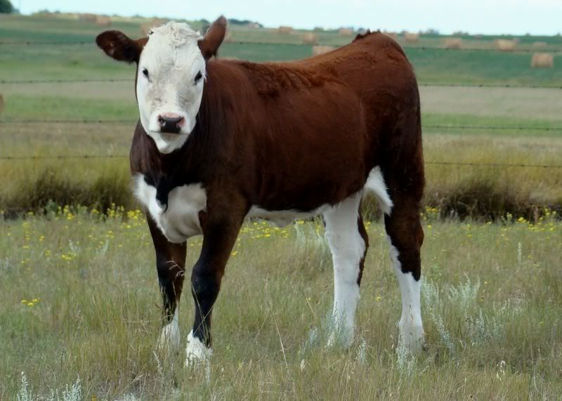 Just for fun (pics) - Cattle