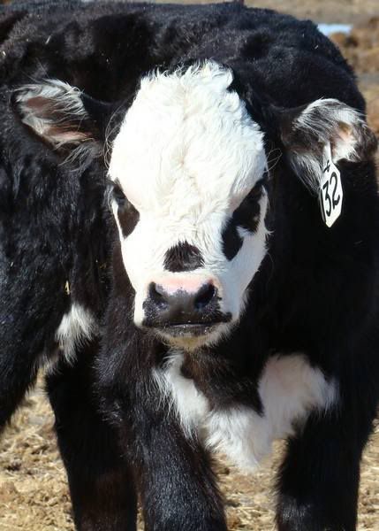 Pictures, as requested - Cattle