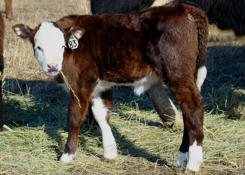 Pictures, as requested - Cattle