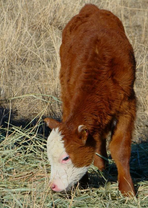 Pictures, as requested - Cattle