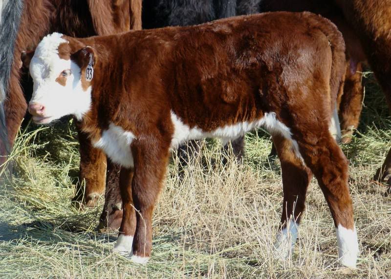 Pictures, as requested - Cattle