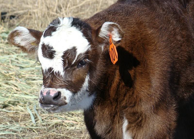 Pictures, as requested - Cattle