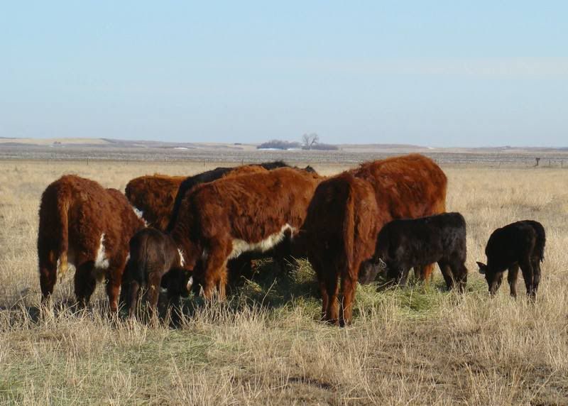 Pictures, as requested - Cattle