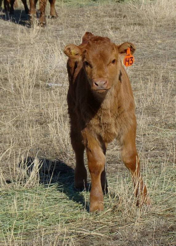 Pictures, as requested - Cattle