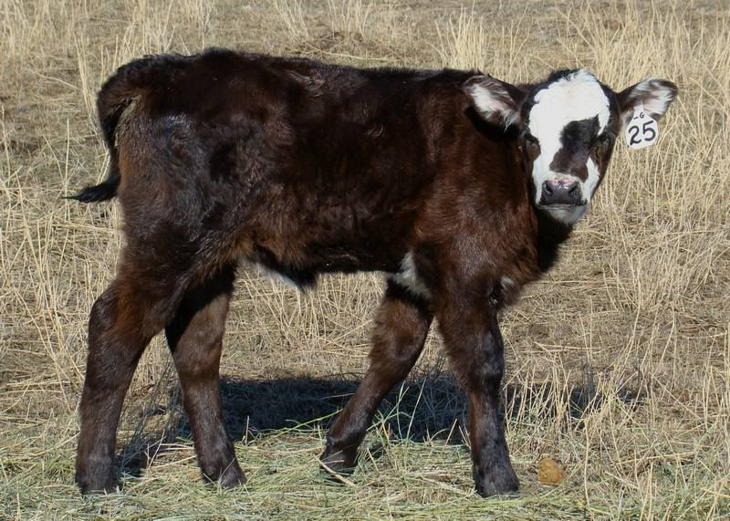 Pictures, as requested - Cattle