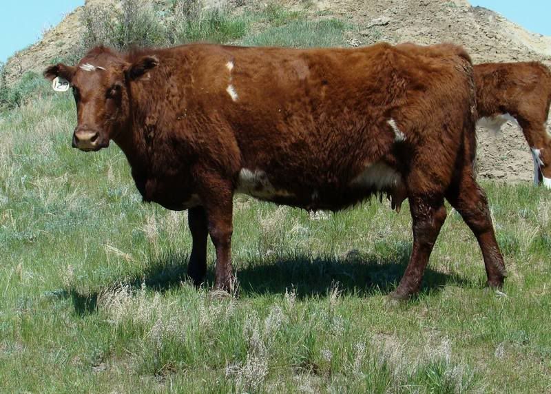 Shorthorn Cow