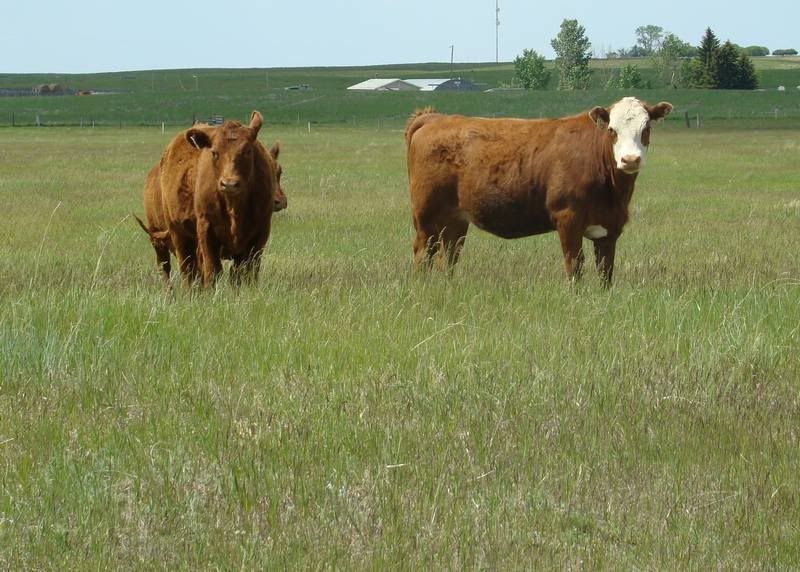 Yearling Heifers (pics) - Cattle