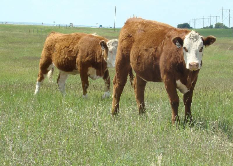 Yearling Heifers (pics) - Cattle