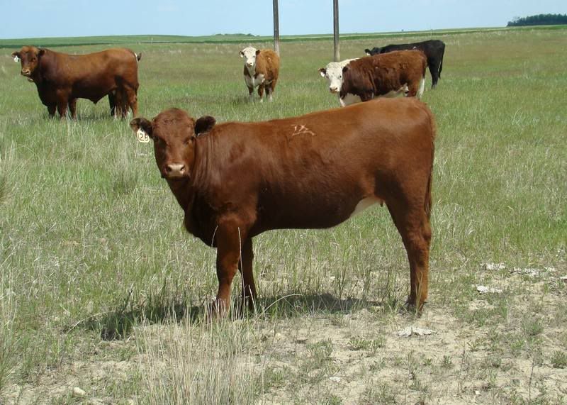 Yearling Heifers (pics) - Cattle