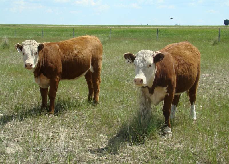 Yearling Heifers (pics) - Cattle