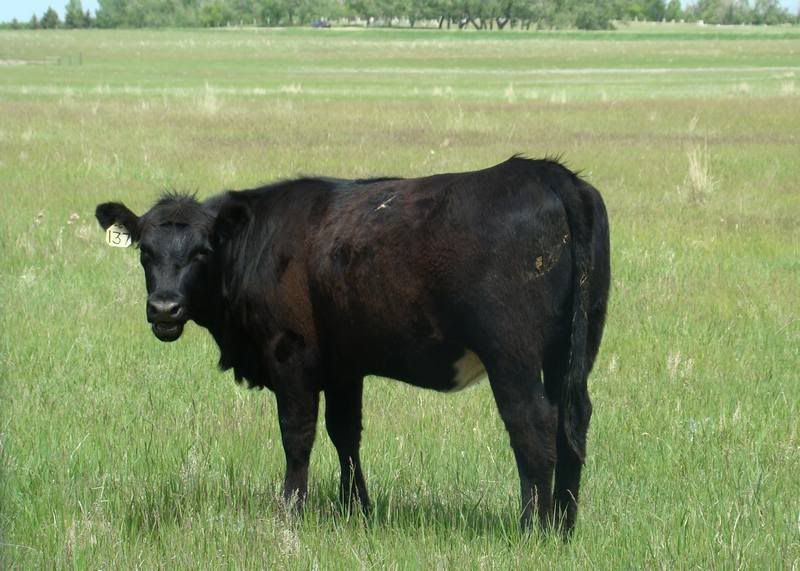 Yearling Heifers (pics) - Cattle