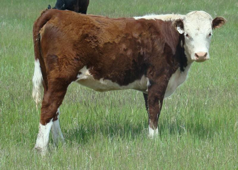 Yearling Heifers (pics) - Cattle