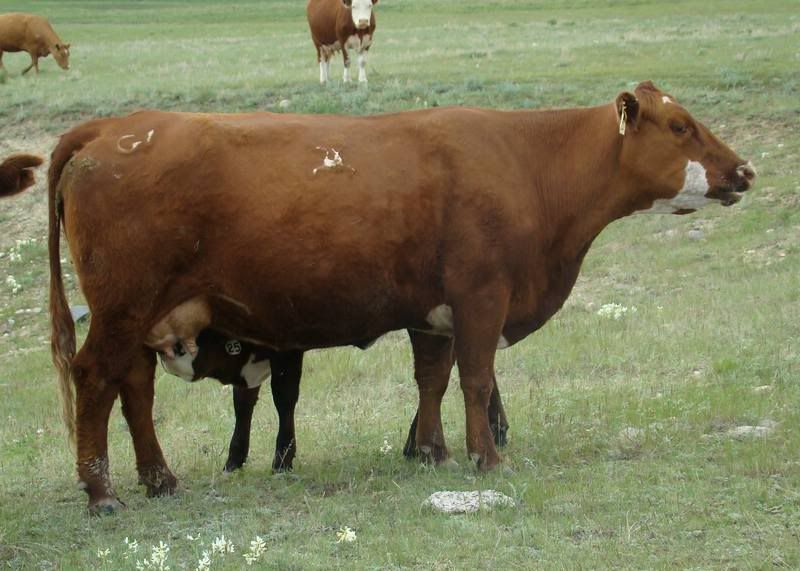 Cows 'n Calves (pics) - Cattle