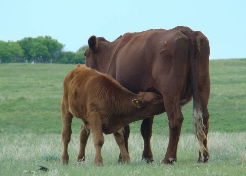 Cows 'n Calves (pics) - Cattle